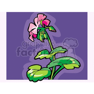 geranium clipart. Commercial use image # 152055