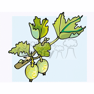 gooseberry clipart. Commercial use image # 152063