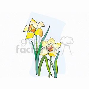 jonquil2 clipart. Commercial use image # 152096