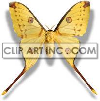 2A8528lowres clipart. Royalty-free image # 176879