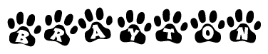 The image shows a series of animal paw prints arranged in a horizontal line. Each paw print contains a letter, and together they spell out the word Brayton.