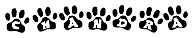 The image shows a row of animal paw prints, each containing a letter. The letters spell out the word Chandra within the paw prints.