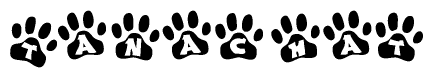 The image shows a series of animal paw prints arranged horizontally. Within each paw print, there's a letter; together they spell Tanachat