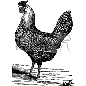 vintage retro old black+white rooster animals animal farm chicken tattoo