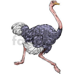 ostrich vector graphic clipart. Commercial use image # 416190