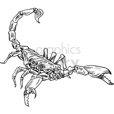 black+white scorpion tattoo