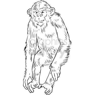 black and white chimp vector clipart