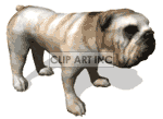 animated bulldog animation. Royalty-free animation # 123589