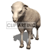 sheep clipart. Commercial use image # 123617