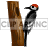   woodpecker bird birds tree trees  animals_birds_045.gif Animations Mini Animals 