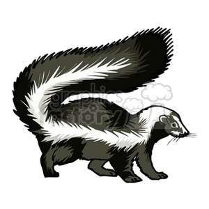 skunk clipart. Royalty-free image # 129021