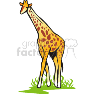 Giraffe standing in large grass clipart. Commercial use image # 129582