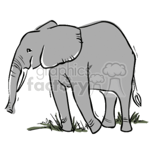 Elephant standing in grass clipart.