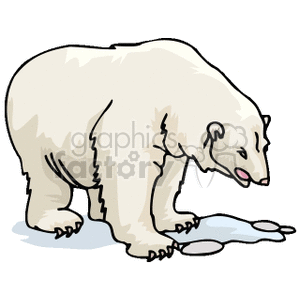 Polar bear on all fours looking down at the ice clipart. Commercial use image # 130111