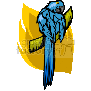 Blue macaw parrot cleaning its plumage clipart.