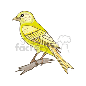 Yellow canary perched on a branch clipart. Royalty-free image # 130261