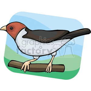 Red cowled cardinal perched on a branch