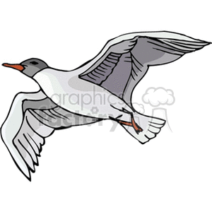 Seagull flying through the air