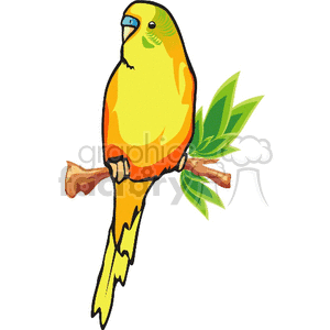 Yellow parakeet perched on branch clipart. Commercial use image # 130490