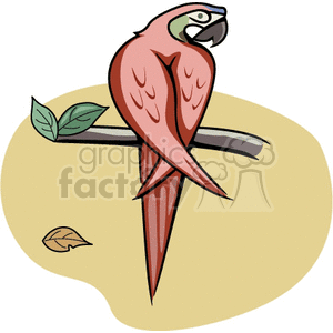Scarlet Macaw perched in a tree clipart. Commercial use image # 130592