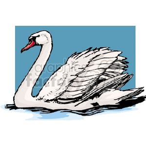 White swan in blue water clipart.