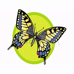 butterfly with black blue and yellow wings in green oval clipart. Commercial use image # 130809