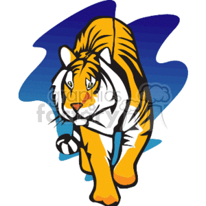 Tiger walking in front of blue background clipart. Royalty-free image # 130941