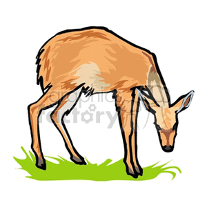 Young deer with its winter coat clipart. Royalty-free image # 131229