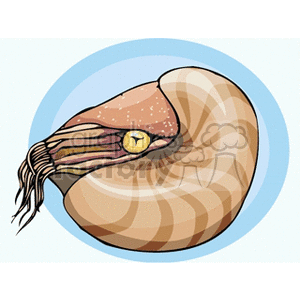 The image is a stylized clipart depiction of a nautilus, a type of marine mollusk known for its coiled shell and numerous tentacles extending from the front of its body. The nautilus seems to have a detailed shell with brownish bands and a soft body part that includes an eye and tentacles.