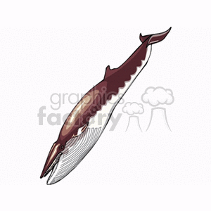   fish animals whale whales  pikedwhale.gif Clip Art Animals Fish 