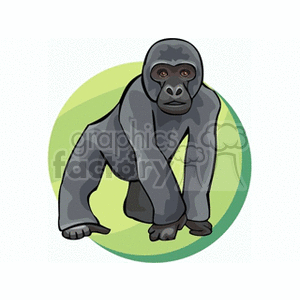 gorilla clipart. Royalty-free image # 133216