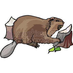beaver eating wood