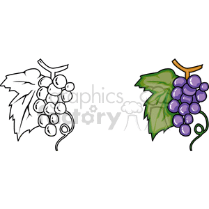 Purple grapes clipart. Royalty-free image # 141817