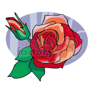 Red rose in full bloom with one single bud clipart.