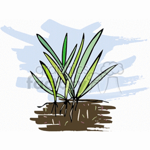 Grass with roots clipart. Commercial use image # 151388