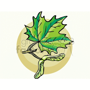 maple1212 clipart. Commercial use image # 152125