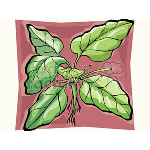 spinach clipart. Royalty-free image # 152323