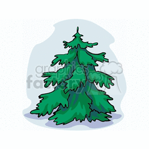 spruce2 clipart. Commercial use image # 152325