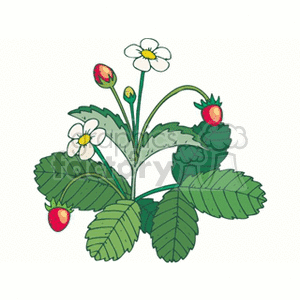 strawberry clipart. Royalty-free image # 152327