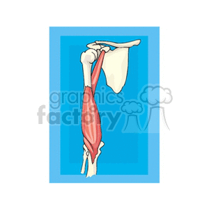   muscle muscles bicep shoulder bone bones human anatomy medical  anatomy3.gif Clip Art Science Health-Medicine 