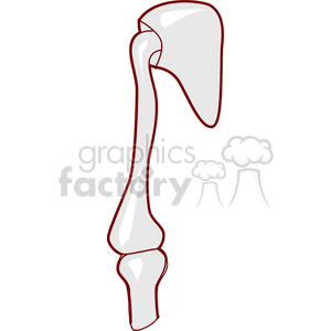   bones bone human anatomy science shoulder  bone800.gif Clip Art Science Health-Medicine 