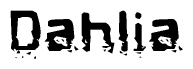 The image contains the word Dahlia in a stylized font with a static looking effect at the bottom of the words
