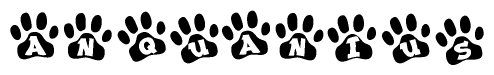 The image shows a series of animal paw prints arranged in a horizontal line. Each paw print contains a letter, and together they spell out the word Anquanius.