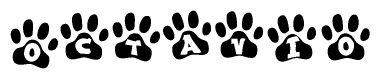 The image shows a row of animal paw prints, each containing a letter. The letters spell out the word Octavio within the paw prints.
