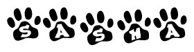 The image shows a series of animal paw prints arranged horizontally. Within each paw print, there's a letter; together they spell Sasha
