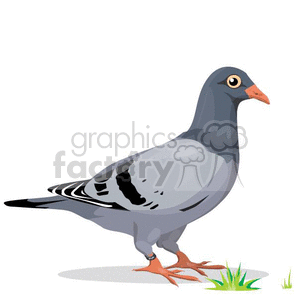 cartoon vector bird birds pigeon pigeons