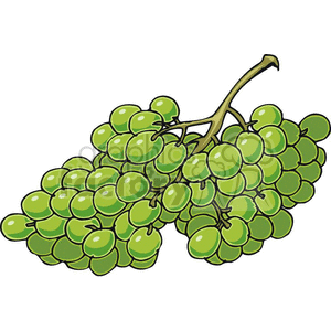 clipart - green grapes.