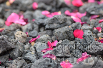 red peddles on lava rocks photo. Royalty-free photo # 390986