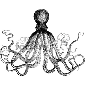 vintage retro old black+white octopus sea+creature tattoo