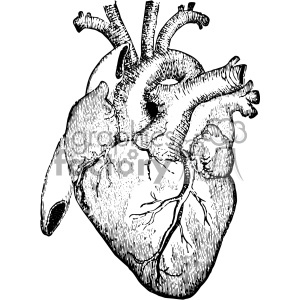 vintage retro illustration black+white anatomy body+art heart tattoo